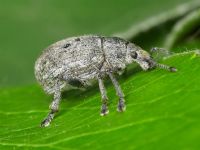 Attactagenus albinus