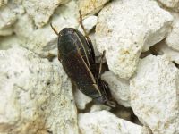 Pyrrhocoris marginatus