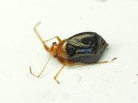 Halticus luteicollis