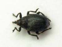 Ceutorhynchus minutus