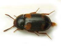Mycetophagus quadripustulatus