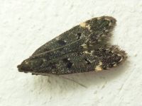 Dichomeris alacella