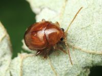 Sphaeroderma testaceum