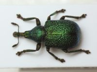 Rhynchitinae