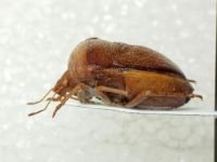 Ventocoris (Ventocoris) rusticus