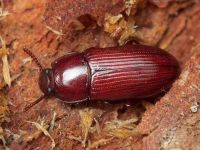 Uloma rufa
