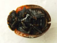 Adalia bipunctata