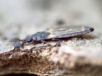 Aneurus (Aneurus) laevis
