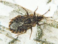 Aradus betulae