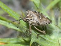 Codophila varia