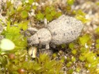 Cycloderes (Cycloderes) pilosulus