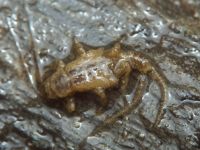 Plecoptera