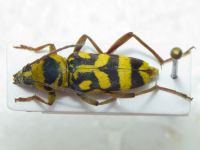 Chlorophorus varius