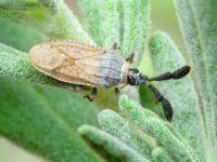 Copium teucrii