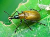 Lasiorhynchites (Stenorhynchites) coeruleocephalus