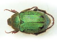 Hoplia