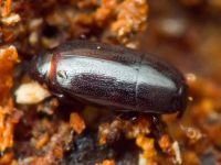 Paromalus parallelepipedus