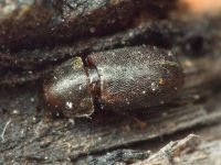 Orthocis lucasi