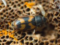 Litargus connexus