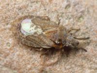 Aradus cinnamomeus