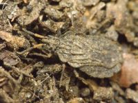 Aradus distinctus