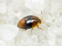 Corylophus cassidoides