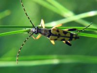 Rutpela maculata