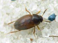 Sciodrepoides watsoni