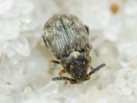 Bruchidius pusillus