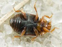 Scymnus frontalis