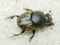 Onthophagus nuchicornis
