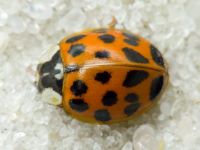 Harmonia axyridis
