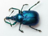 Byctiscus betulae var. violaceus