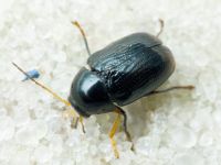 Cryptocephalus (Cryptocephalus) octacosmus
