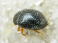 Scymnus rubromaculatus