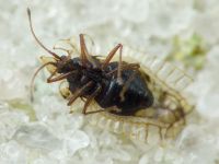 Galeatus sinuatus