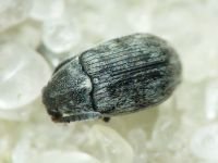 Bruchidius pusillus