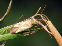 Adelphocoris lineolatus