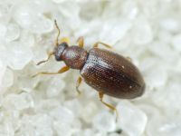 Cortinicara gibbosa