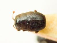 Plegaderus vulneratus