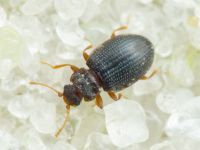 Latridius brevicollis