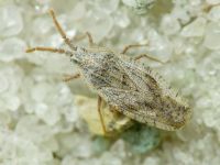 Tingis (Tingis) crispata