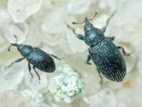 Gymnetron melanarium