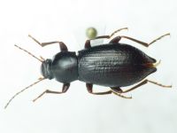 Tenebrionidae