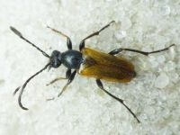 Cerambycidae