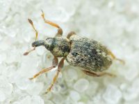Limobius borealis