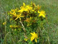 Hypericum