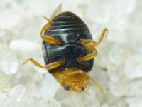 Scymnus rubromaculatus