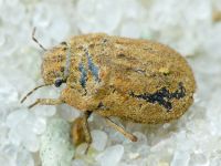 Odontoscelis (Obscuromorpha) hispidula