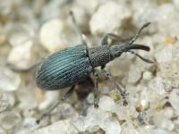 Ceratapion (Ceratapion) gibbirostre